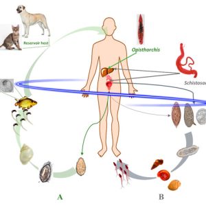 Home parasite, worm, and fungus infection cleanse protocol kit